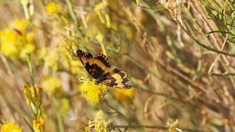 Beautiful birdfly on flowers enjoying