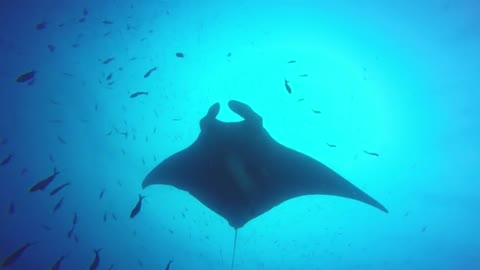 Gigantic manta ray buzzes scuba diver as he surfaces