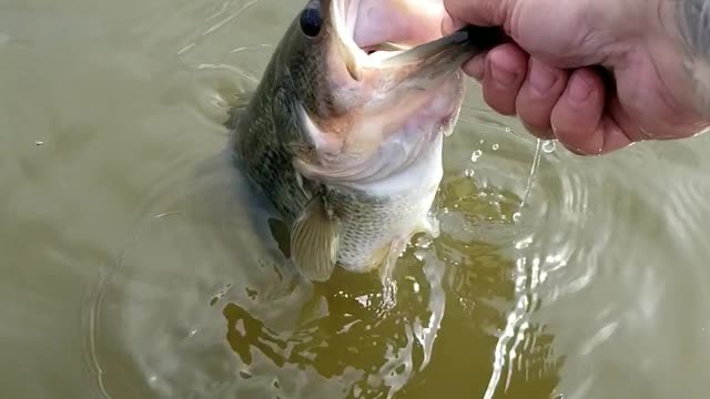 Billings Montana Largemouth Bass