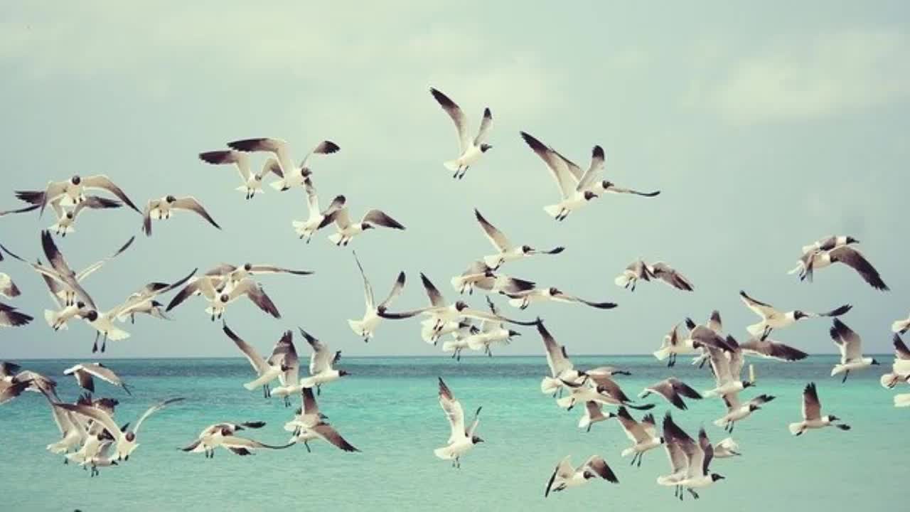 SOUND OF THE SEAGULLS