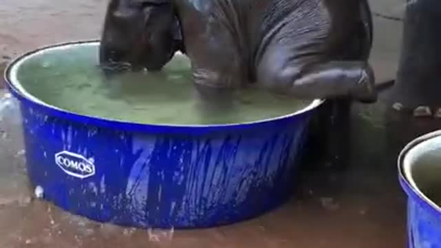 Elephant Takin a Bath - Super Cute