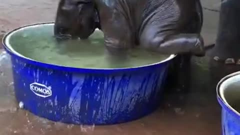 Elephant Takin a Bath - Super Cute