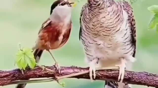 Beautiful birds