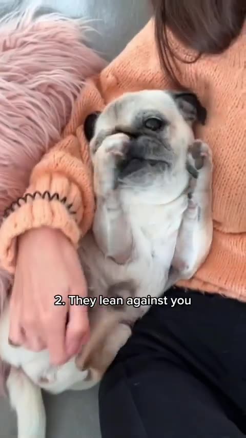 5 Signs Your Dog Loves You --✨ _shorts