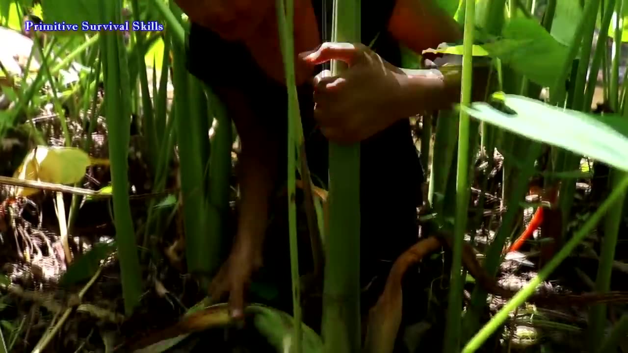 Find Natural Taro for Food near Water flow - Cooking Natural Taro for Eating delicious