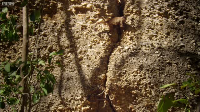 Snake Kills Rodent Which Fascinates Baby Capuchin | Wild Brazil | BBC Earth