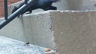 Urban Animals - Squirrel Cautiously Grabs Granola ~ Unedited