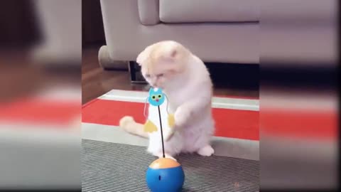 Funny Cat Toy Reaction Compilations