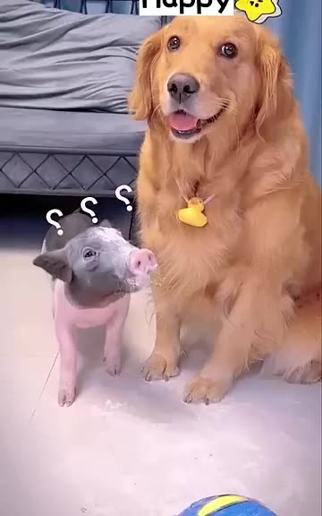 This is a very clever dog | Dog and the Pig #dog #dogvideo #viral #pig