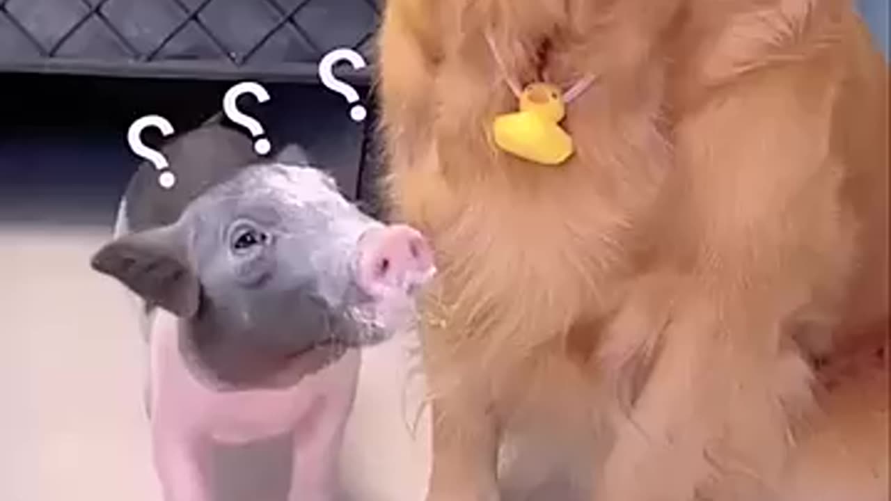 This is a very clever dog | Dog and the Pig #dog #dogvideo #viral #pig