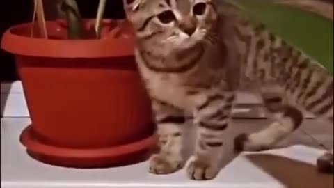 Funny And Cute Cat Videos 2021😹Funny Cat Moments ❤️Tiktok #Shorts