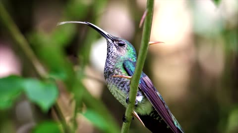 Hummingbird