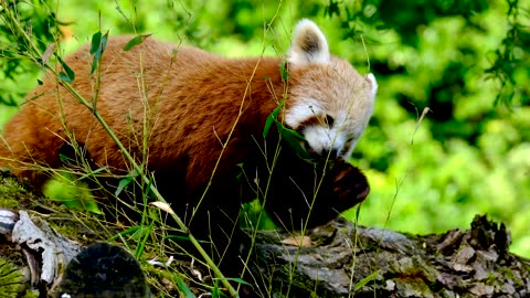 Panda red panda animal free stock video. Free for use & download.