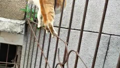 My cat walking on gate