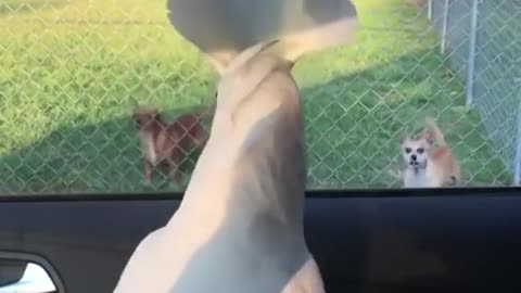 Cockatoo and dogs bark at each other