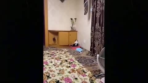 Cute_and_funniest_cat_and_Dog_This_funniest_Video_