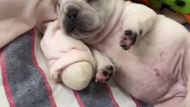 Cute dog vidio / dog funny video/ Dogs funny sleeping video