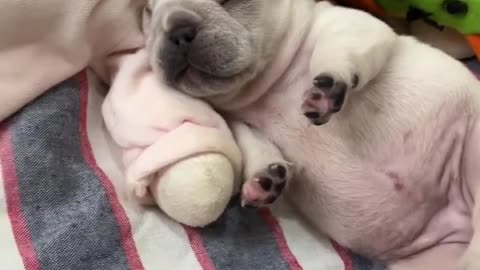 Cute dog vidio / dog funny video/ Dogs funny sleeping video