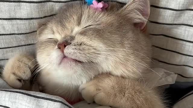 cat sleeping so cute!!!