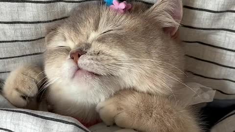 cat sleeping so cute！！！