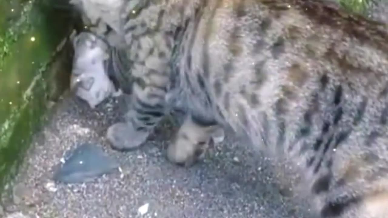 Best Funniest Animal Videos 2023 - Funny Cats And Dogs