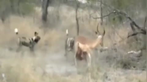 In the face of a group of antelope fighting dragons