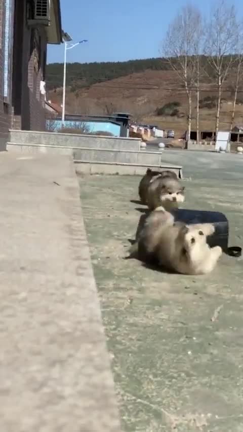 Plop, plop &amp; plop 😂😂