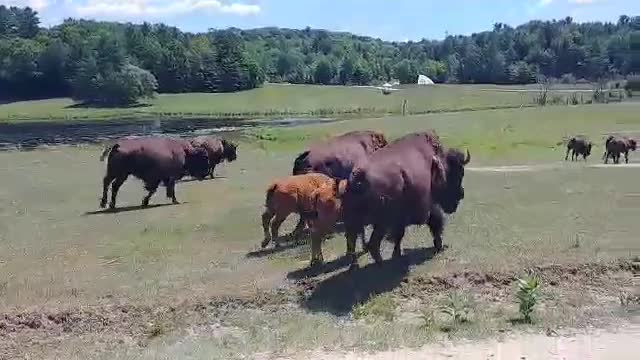 Run for the Hills [Buffalo traffic jam]