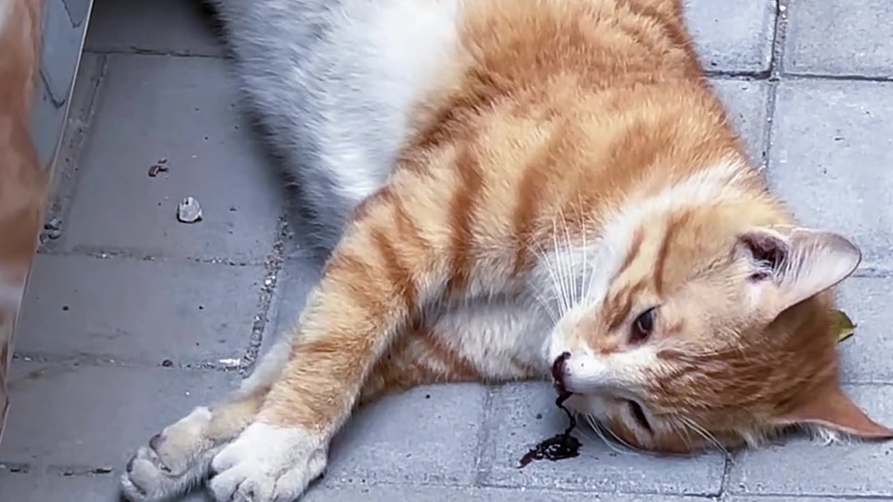 I thought the orange cat was sleeping, but... sad...