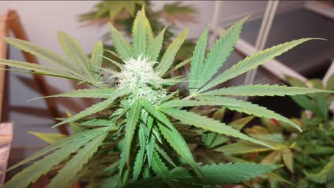 CANNABIS FOR COVID ?