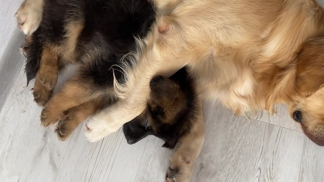 My Dog Teaches My German Shepherd Puppy To Share Things