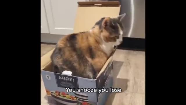 Funny Cats 😹 - Don't Try To Stop Laughing 🤣 - Funniest Cats Ever