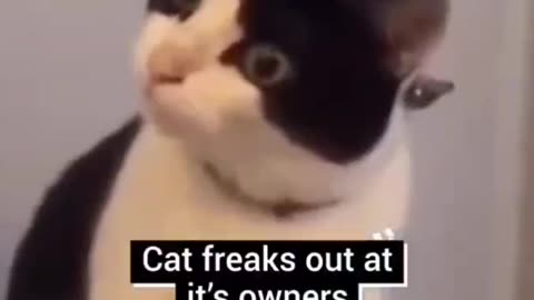 Cat freaks out 🙀at it's owners face mask