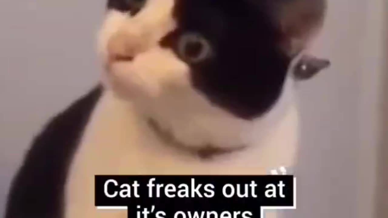 Cat freaks out 🙀at it's owners face mask