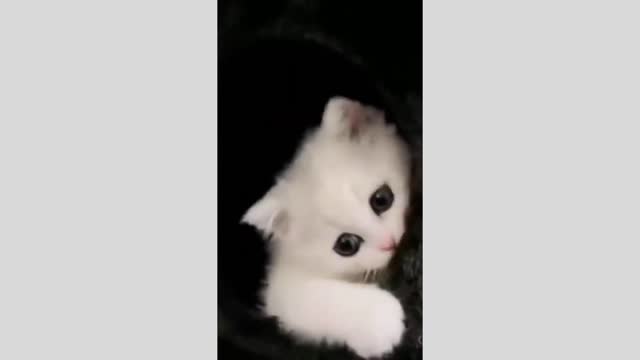 Cute cats- funny cats ! Cat action