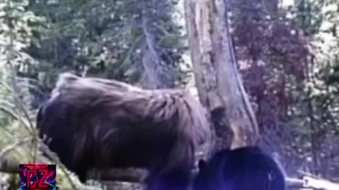 Bigfoot VS Bear