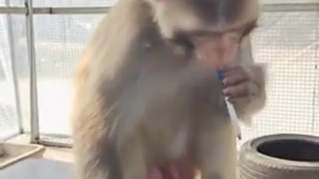 funny monkey 🐒 clip video