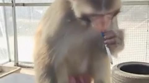 funny monkey 🐒 clip video