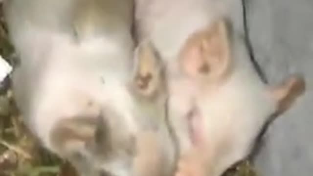 Pequeño cerdito tiene reflejos increíblemente rápidos