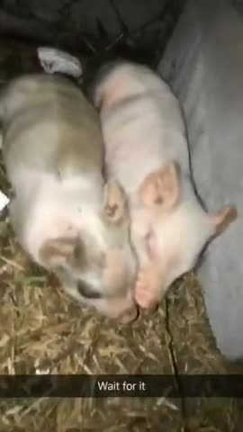 Pequeño cerdito tiene reflejos increíblemente rápidos