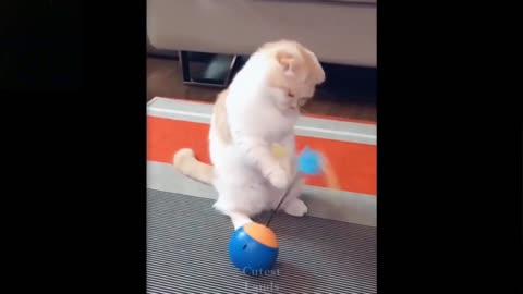 Funny Pet : Cats and Dogs