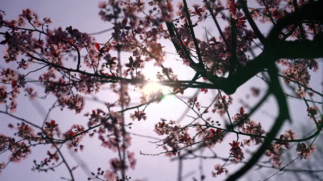 Flowers Cherry Flower Petals Bloom