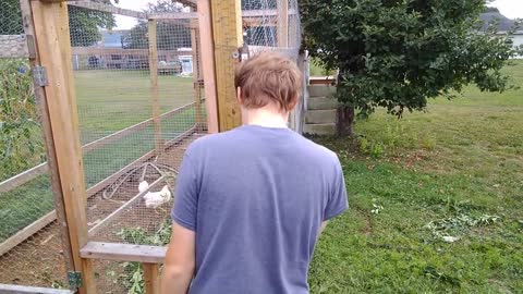 The Life Of A Crazy Man (urban farm edition)