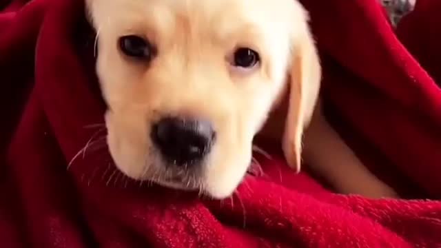 Subscribe and like please cute dog