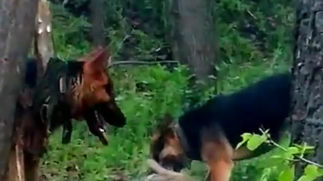 German shepherd