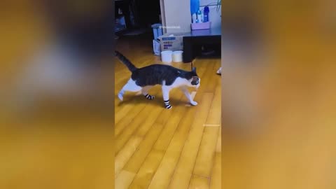 The🤣 FUNNIEST 🐕‍🦺🐕😻 ANIMAL VIDEOS✨, are you READY FOR THIS LAUGH BOMB?!💯