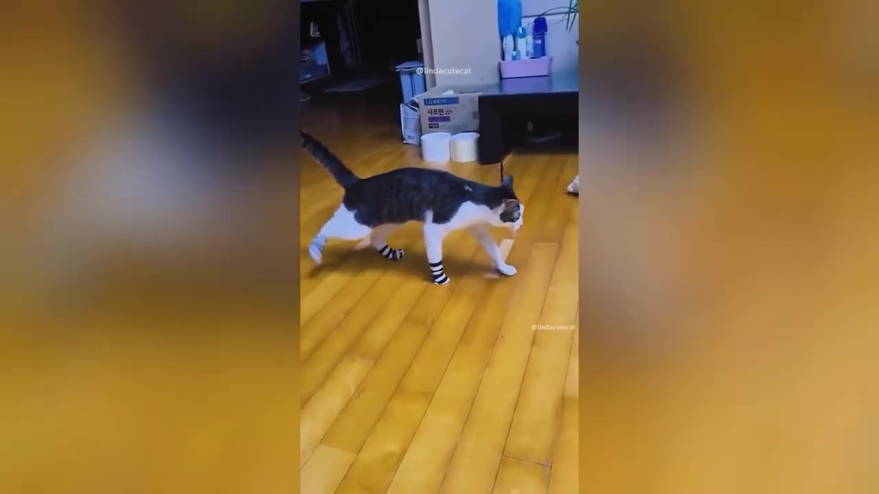 The🤣 FUNNIEST 🐕🦺🐕😻 ANIMAL VIDEOS✨, are you READY FOR THIS LAUGH BOMB?!💯