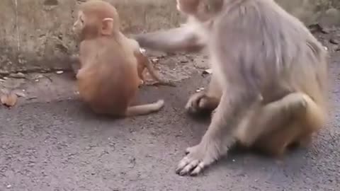 Monkey is a joker