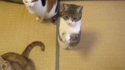 Cats, showing you who’s boss - sometimes!!