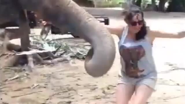 Enormous elephant just wanna have some fun with tourist